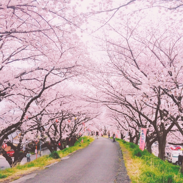 4月といえば桜の季節 富田林で安心 安全の信頼のおけるかかりつけ専門院 ひなた整骨整体院